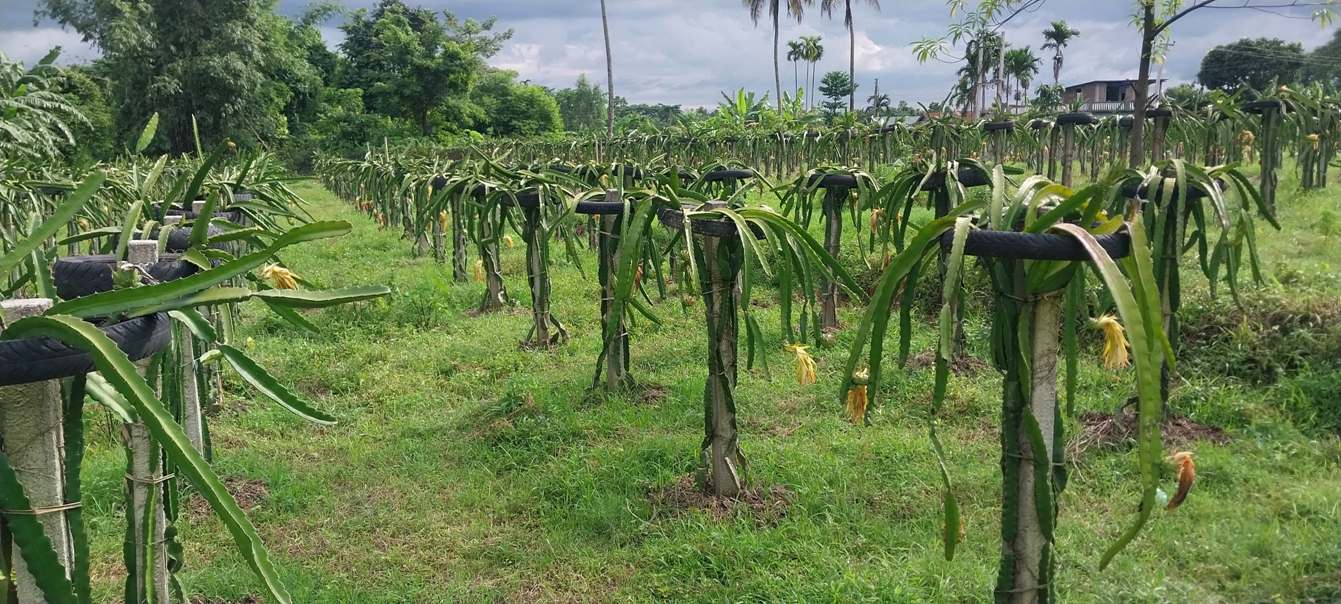 ‘ड्रागनफ्रुट’ खेती