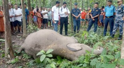 मोरङको बेलबारीमा हात्ती मृत फेला