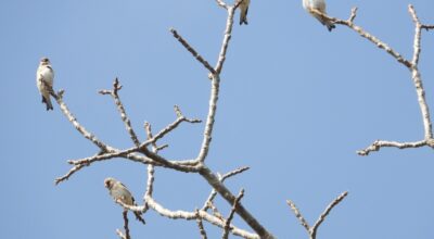 गुल्मीको रेसुङ्गा र मदानेमा भेटिए नयाँ प्रजातिका चरा