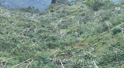 किबी र लोठसल्लाखेती