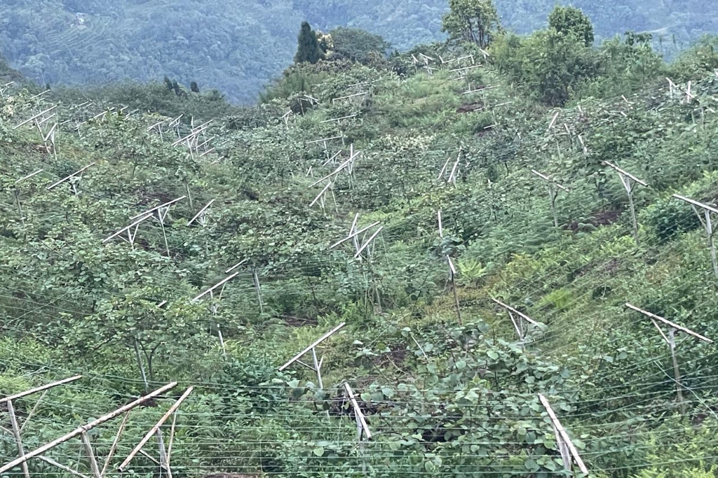 किबी र लोठसल्लाखेती