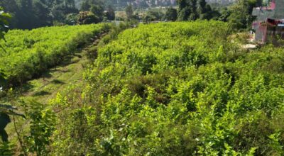 किम्बु बगैँचा