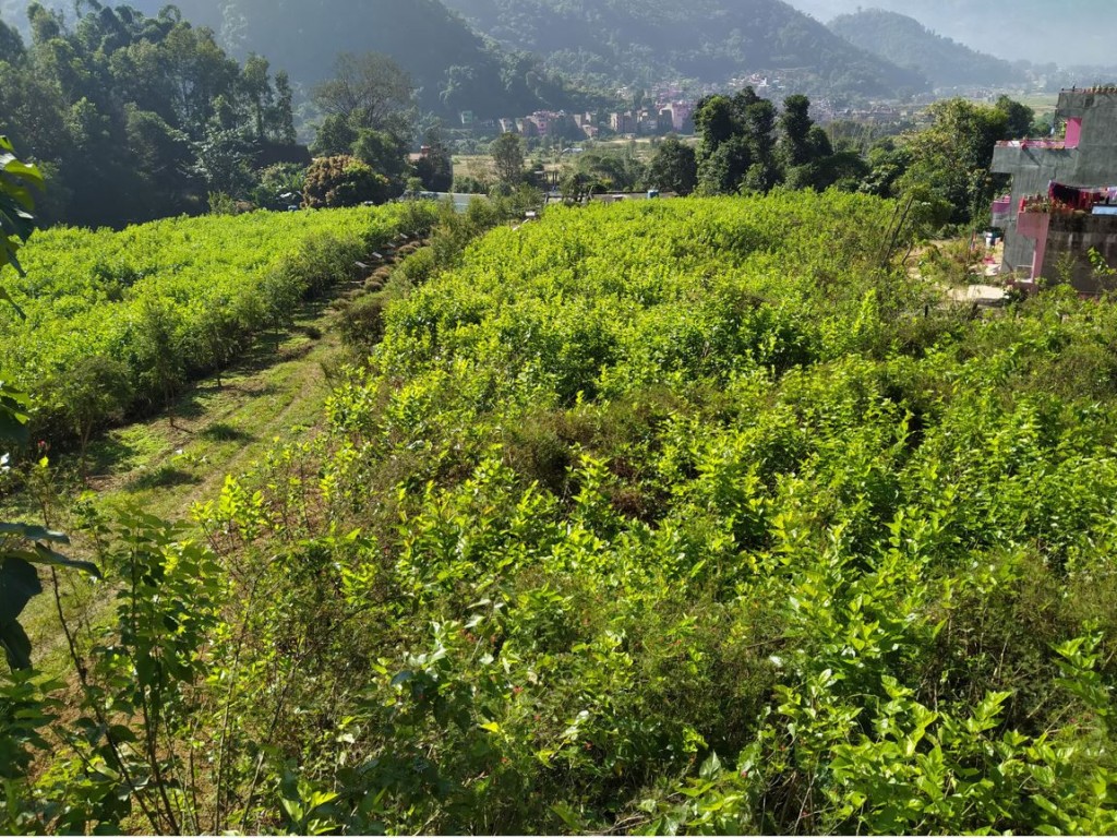 किम्बु बगैँचा