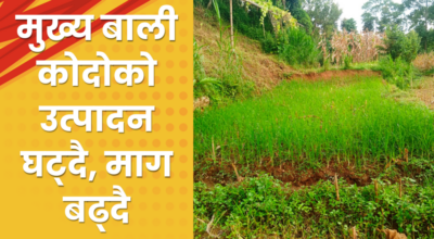 मुख्य बाली कोदोको उत्पादन घट्दै, माग बढ्दै