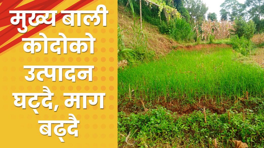 मुख्य बाली कोदोको उत्पादन घट्दै, माग बढ्दै