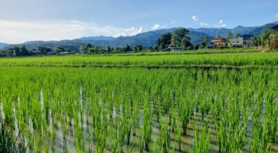 नवलपरासी पूर्वका अधिकांश स्थानमा सकियो रोपाइँ