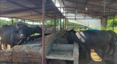 दाङमा दूध बेचेर मासिक लाख आम्दानी