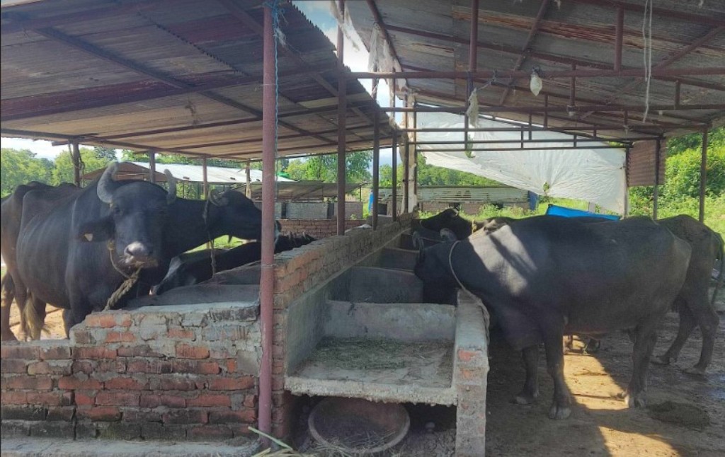 दाङमा दूध बेचेर मासिक लाख आम्दानी