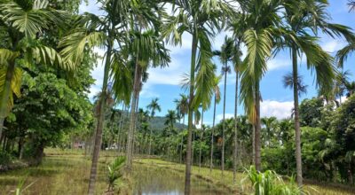 सुपारीखेती