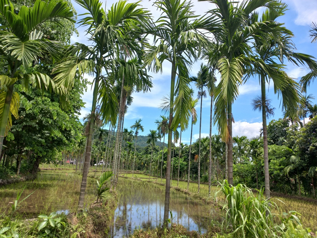 सुपारीखेती