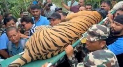 हात्ती परिचालन गरी बाघ नियन्त्रणमा