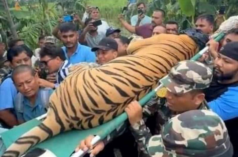 हात्ती परिचालन गरी बाघ नियन्त्रणमा