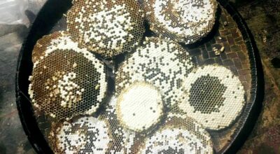 रेष्टुराँमा परिकार बनिरहेको अरिङ्गाल किन जोगाउनुपर्छ ?