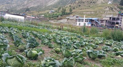 बन्दा कोपी