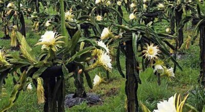 ड्रागन फ्रुट