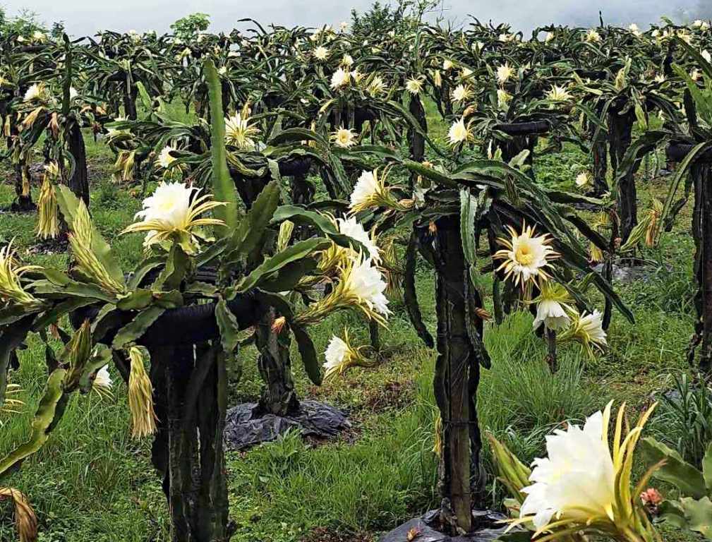 ड्रागन फ्रुट