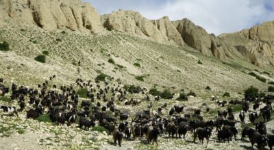 बुकीमा चरेका च्याङग्रा