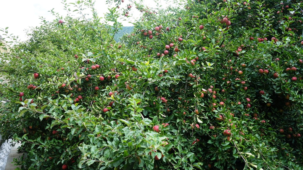 मुस्ताङको स्याउ