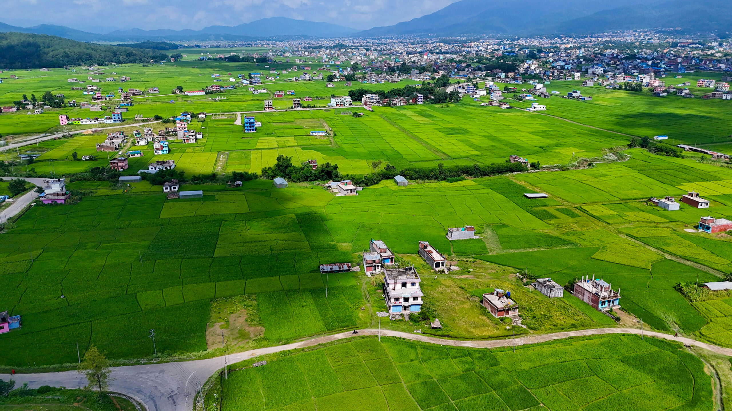 सुर्खेतको सुब्बाकुनास्थित धानखेतको हरियाली