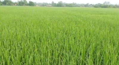 हेक्टरमा खेती