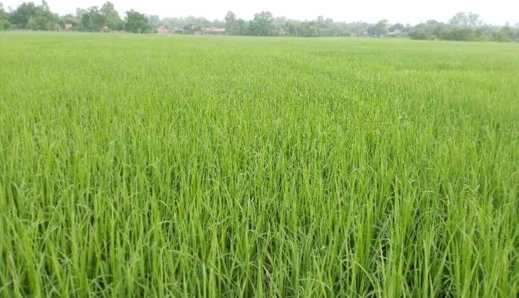 हेक्टरमा खेती