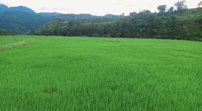 चक्लाबन्दी खेती