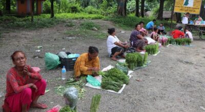 गुल्मीको निहुरो