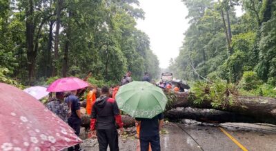 रुख ढलेर नारायणगढ–मुग्लिन सडक अवरुद्ध