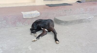 इलाम बजारमा छाडा कुकुरले दुर्घटना बढाउँदै