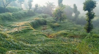 असिनाले धानबाली नष्ट