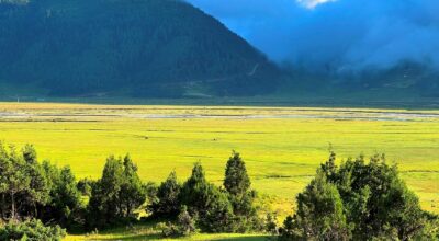 ढोरपाटन