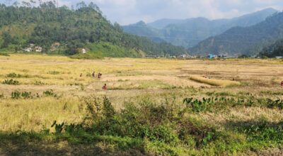 जोरायली बासमती धान