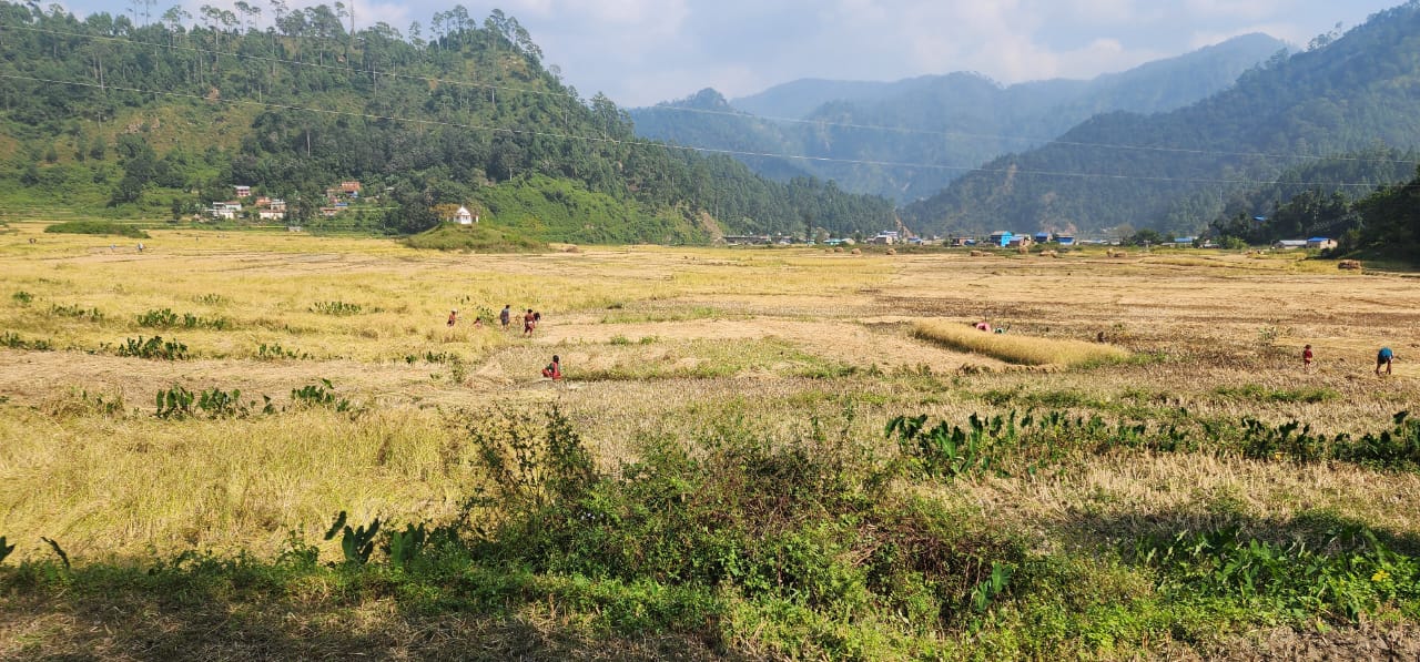 जोरायली बासमती धान