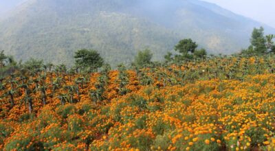 ड्रागन फ्रुटसँगै सयपत्री फूलको खेती