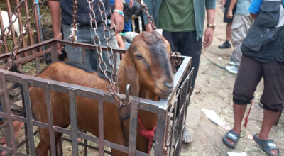 हरियो सिङ भएका खसीबोका