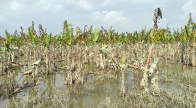 बाढीले केराखेती नष्ट भएपछि किसानको व्यवसाय चौपट