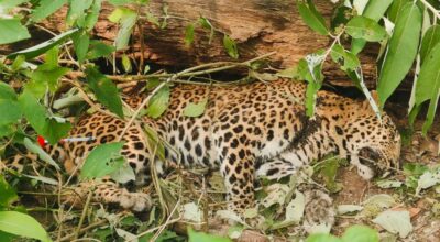 मृत चितुवा