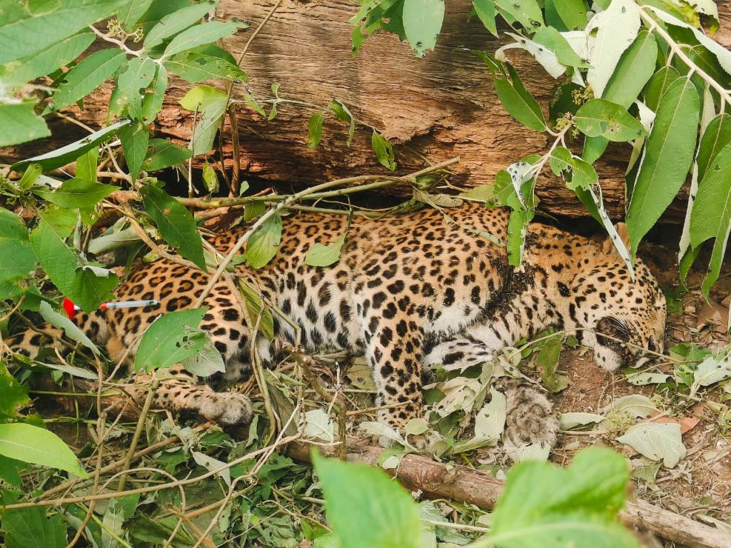 मृत चितुवा