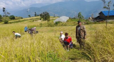 धान र कोदो नष्ट