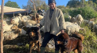 वफादार कुकुर