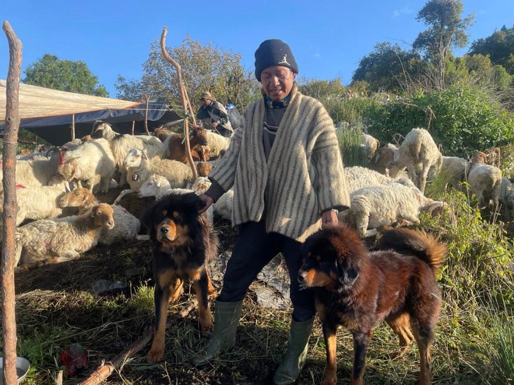 वफादार कुकुर