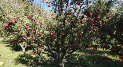 स्याउ निर्यात