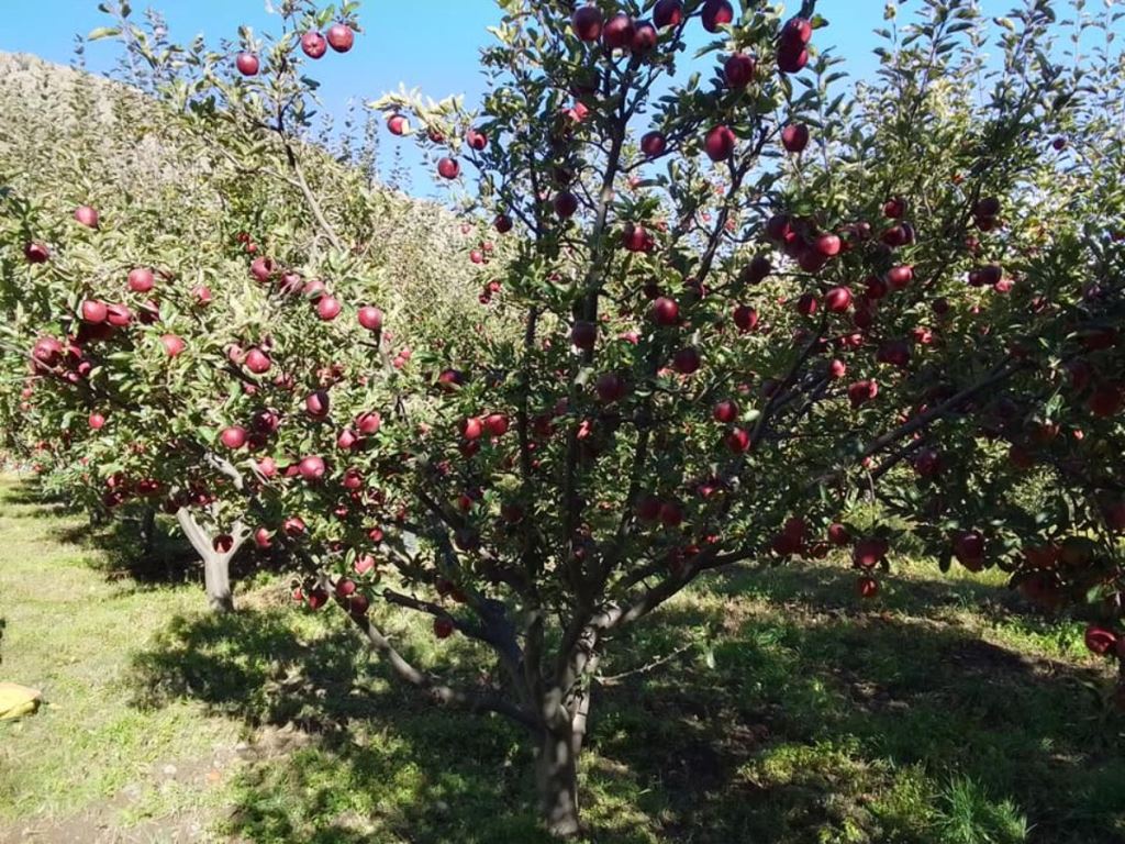 स्याउ निर्यात