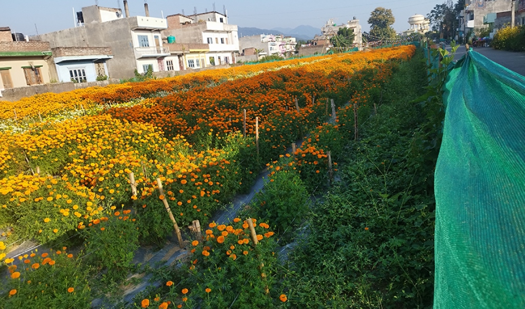 सयपत्री फूल