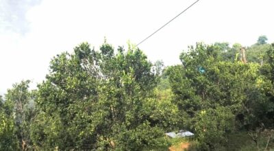 लटरम्म सुन्तला