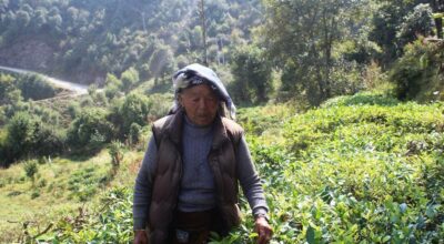 फलातेमा चियाखेतीको परीक्षण सफल