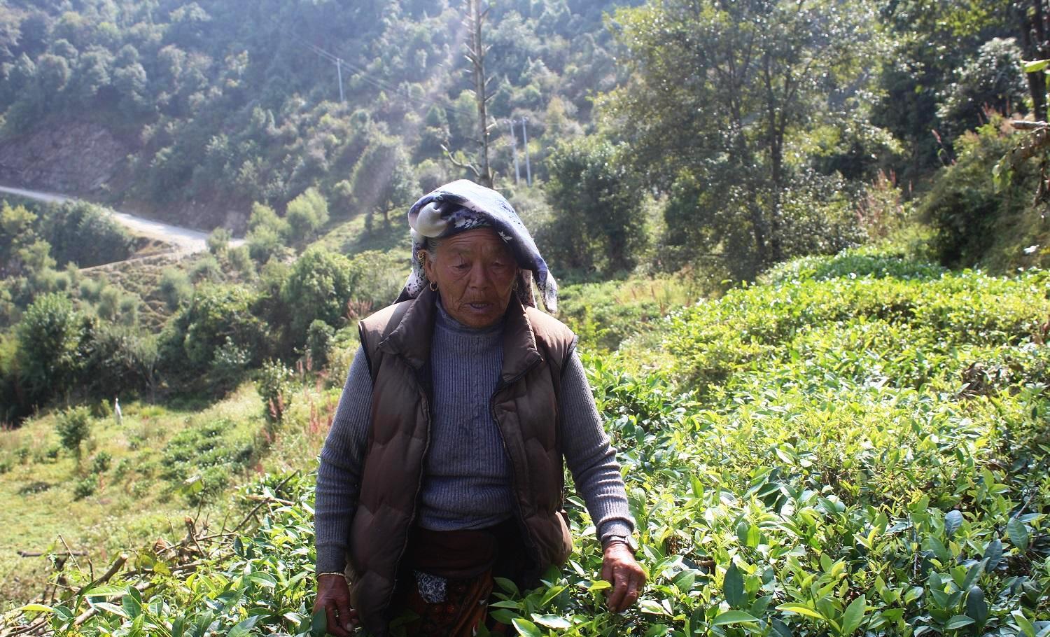 फलातेमा चियाखेतीको परीक्षण सफल