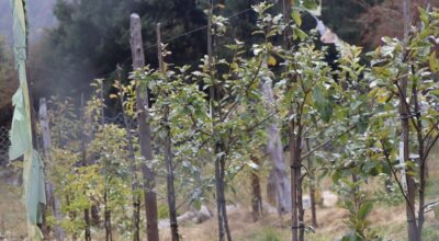 स्याउखेती