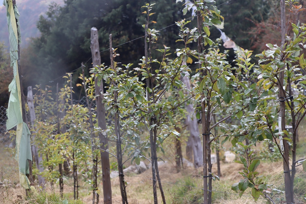 स्याउखेती