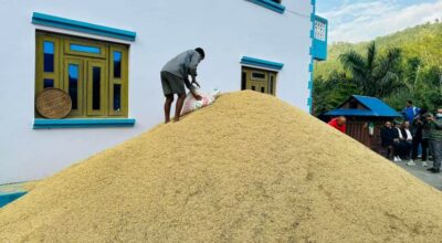 एउटै व्यक्तिले फलाए चार सय मुरी धान